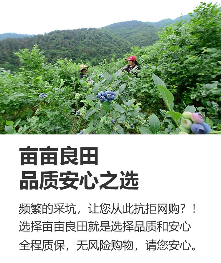 丹东山地蓝莓鲜果大果新鲜水果蓝莓