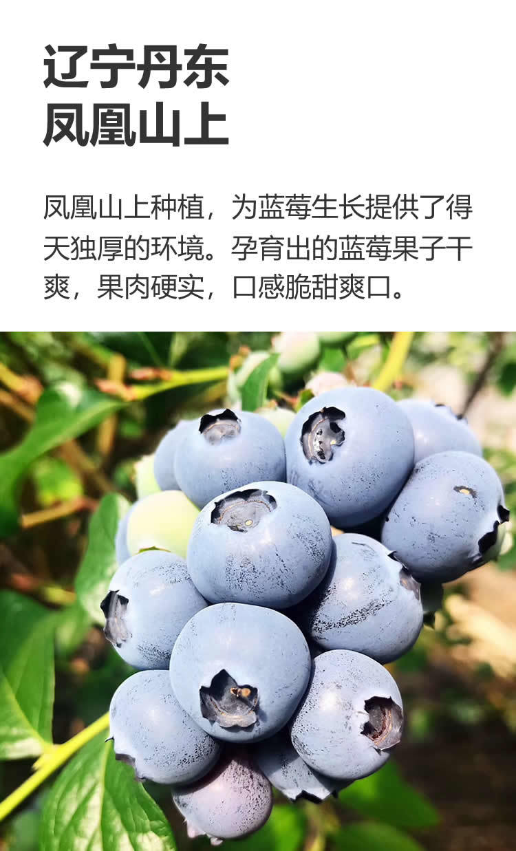 丹东山地蓝莓鲜果大果新鲜水果蓝莓