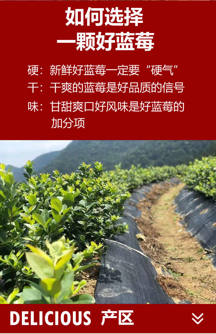 丹东山地蓝莓鲜果大果新鲜水果蓝莓