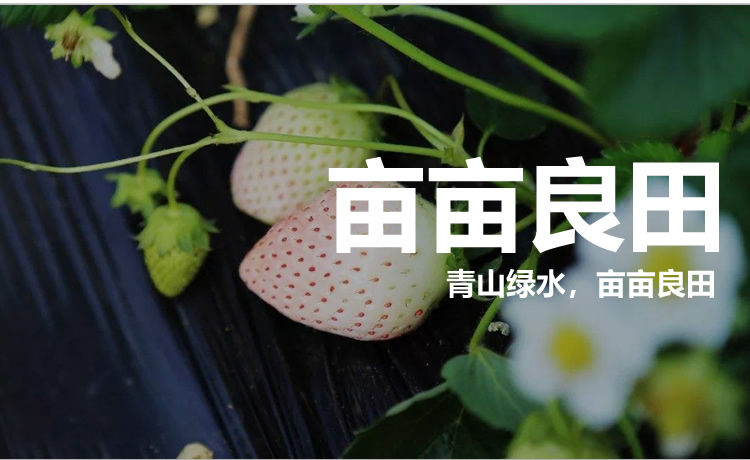 丹东山地蓝莓鲜果大果新鲜水果蓝莓