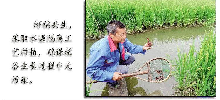 虾润乡 虾润乡 香米 虾稻米