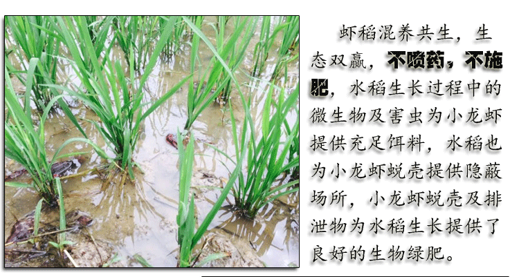 虾润乡 虾润乡 长粒香