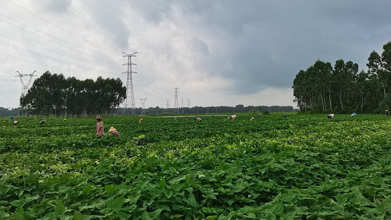  园呈莳 【罗湖馆】海山蜜芋 5斤小薯/4.5斤中大薯