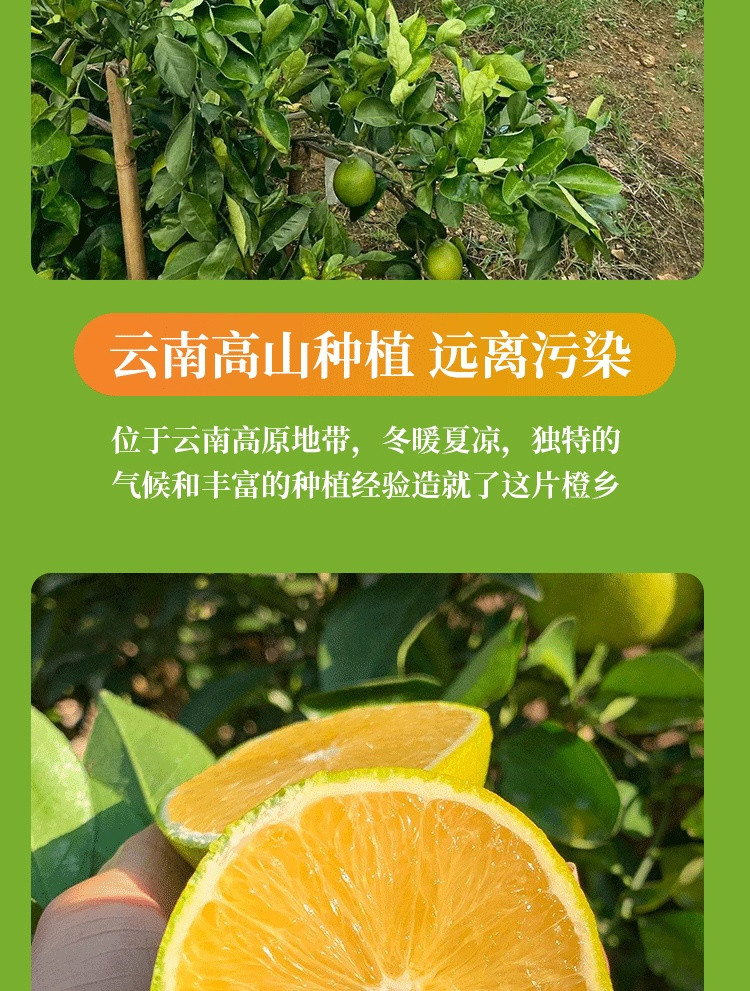 Taste Combustible 味可燃 【罗湖馆】云南高山冰糖橙 人工采摘新鲜发货