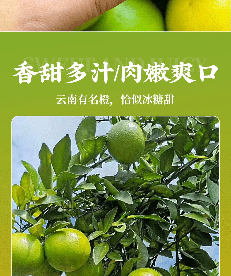 Taste Combustible 味可燃 【罗湖馆】云南高山冰糖橙 人工采摘新鲜发货