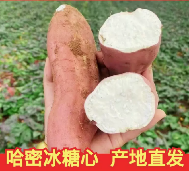 好百年 哈密冰糖蜜薯，新鲜蜜薯白心（2两-8两）5斤