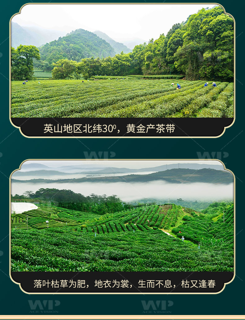 庆山春 【湖北】庆山春·英山云雾茶-望云100g礼盒装