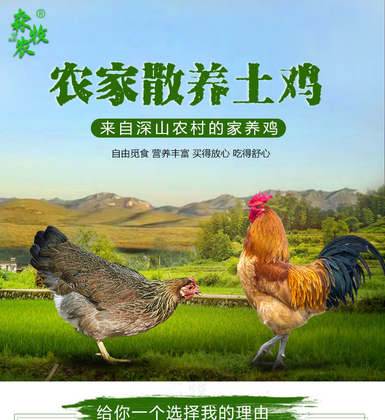 森牧农 正宗土鸡老公鸡跑山走地农家散养2年以上笨公鸡肉大土公鸡整只带内脏鸡胗