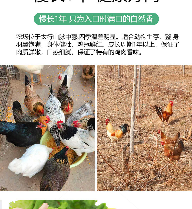 森牧农 老母鸡 新鲜现杀土鸡整鸡 农家散养走地鸡3年以上2斤以上