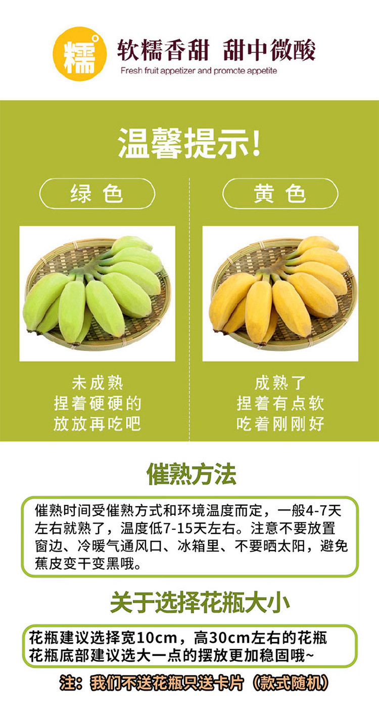  食欲跳动 禁止蕉绿 水培香蕉6斤箱装（带根2-3串） 可观赏黄了后可食用