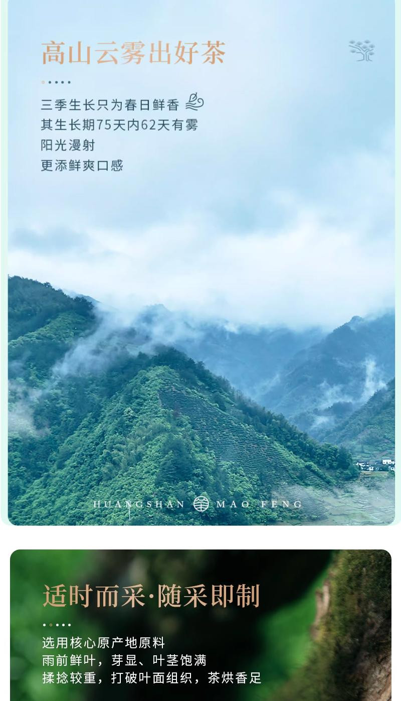 谢裕大 黄山毛峰 匠心1000绿茶 100g/袋  2024新茶