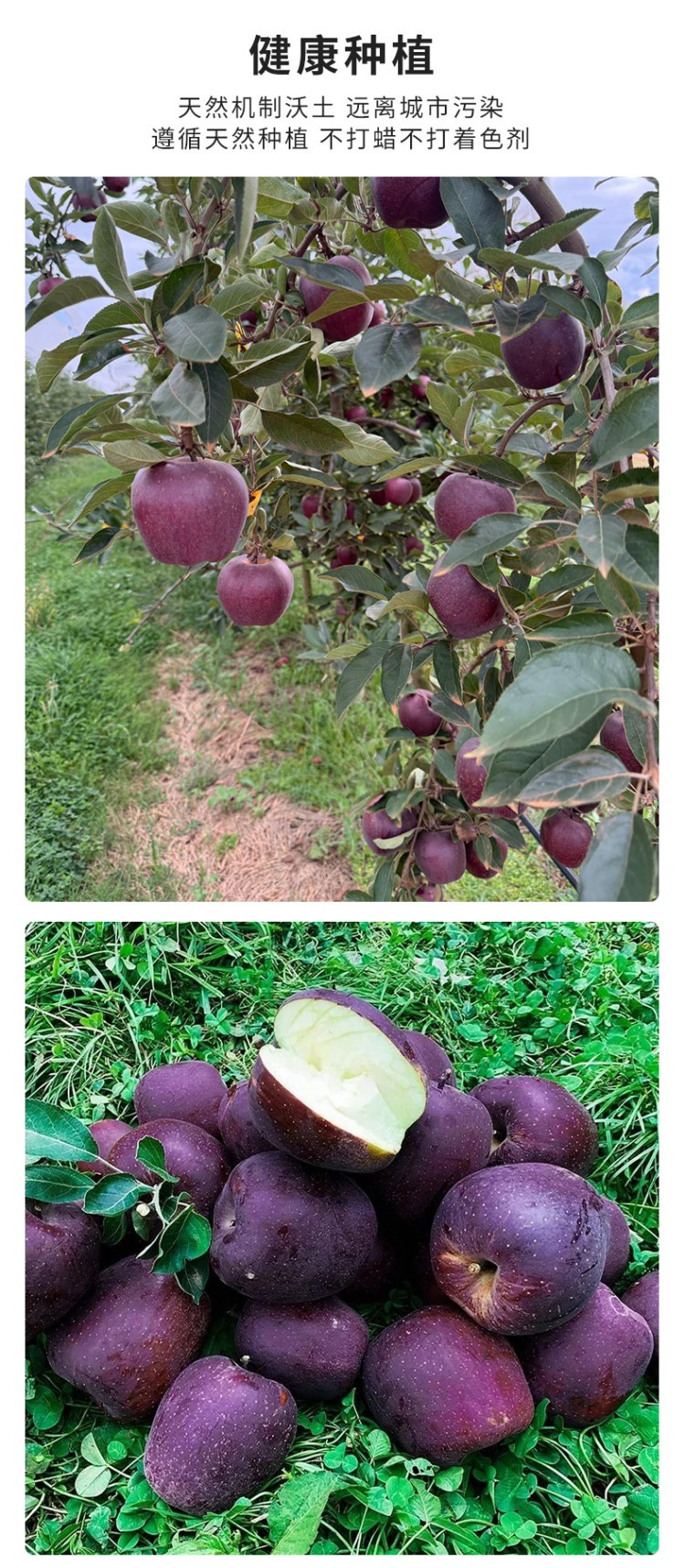 食欲跳动 云南昭通黑 卡苹果 6枚彩箱特大果 3斤 单果85-90mm