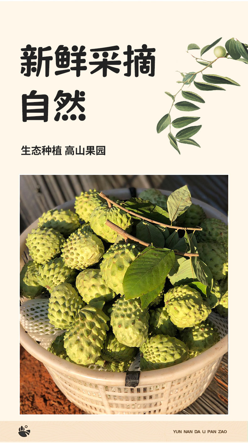 食欲跳动 云南凤梨释迦果 3斤彩箱 特大果（单果约350g+）3-4个