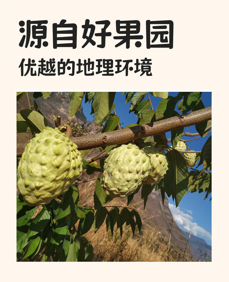 食欲跳动 云南凤梨释迦果 3斤彩箱 特大果（单果约350g+）3-4个