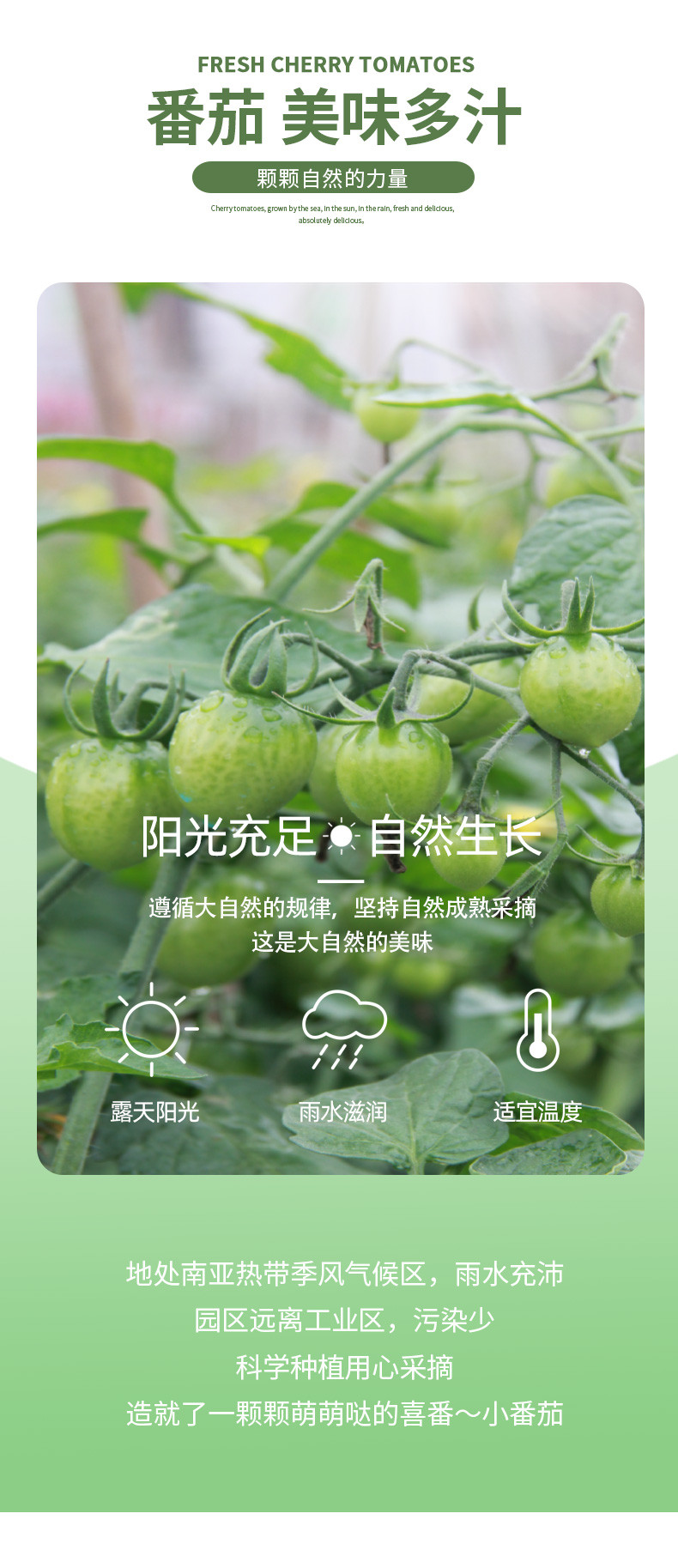 食欲跳动 福建双拼小番茄（黄+紫）3斤双拼装（单果4g）基地现采现发