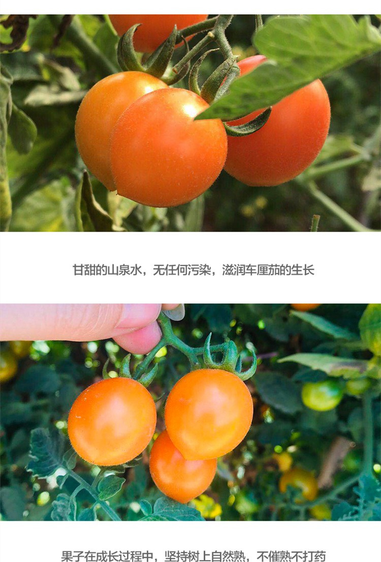 食欲跳动 福建黄小茄 小番茄 3斤装（单果4g）产地现摘现发