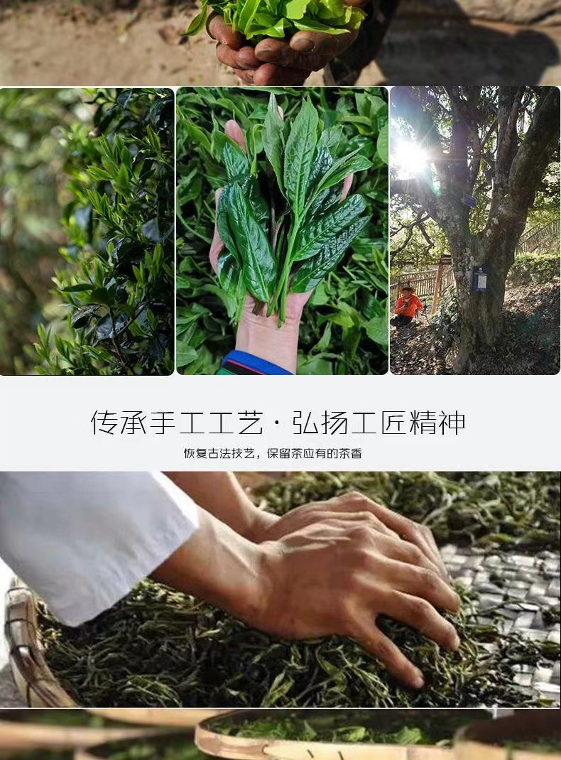 春茗茶业 凤庆滇红-走热带雨林 品凤庆茶香 香竹箐古茶林  绿茶&lt;岁春&gt; 188g 全国包邮