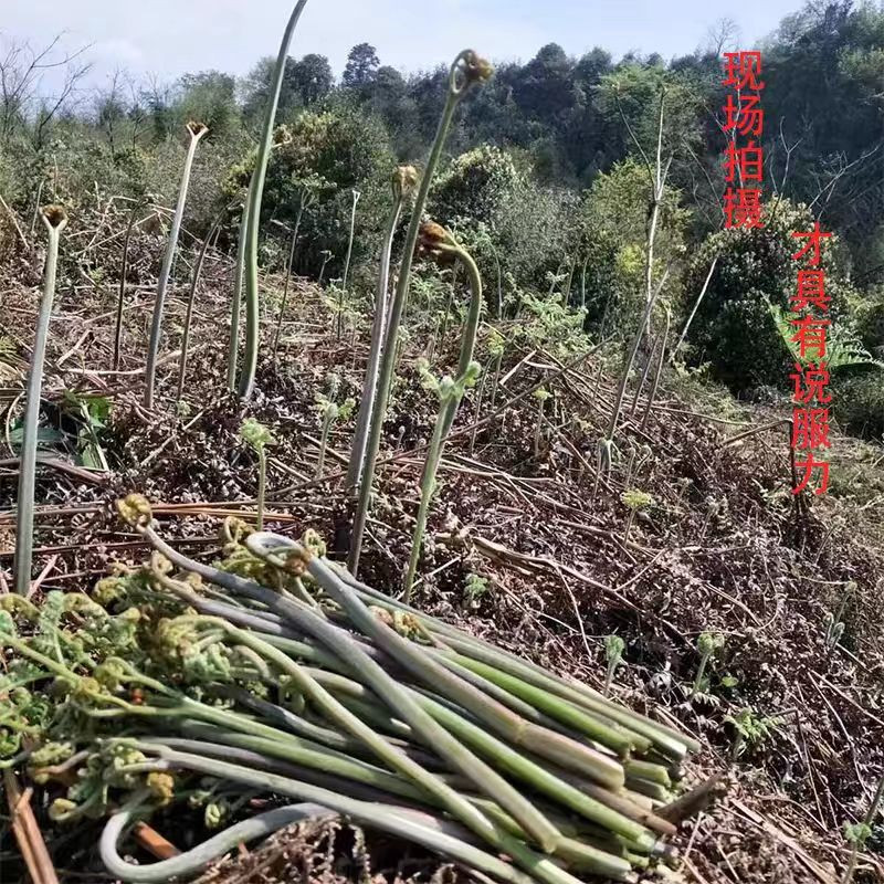 农家自产自销 蛟河山野菜组合3 (净4斤菜/省内包邮）