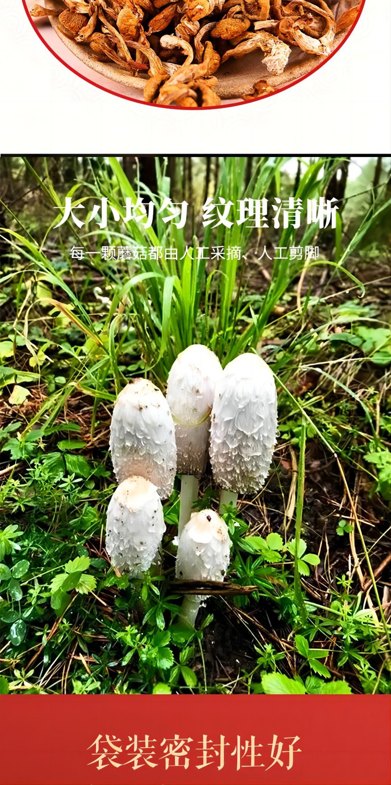 裕栢福 裕栢福坝上草原蘑菇 滑子菇100g *2