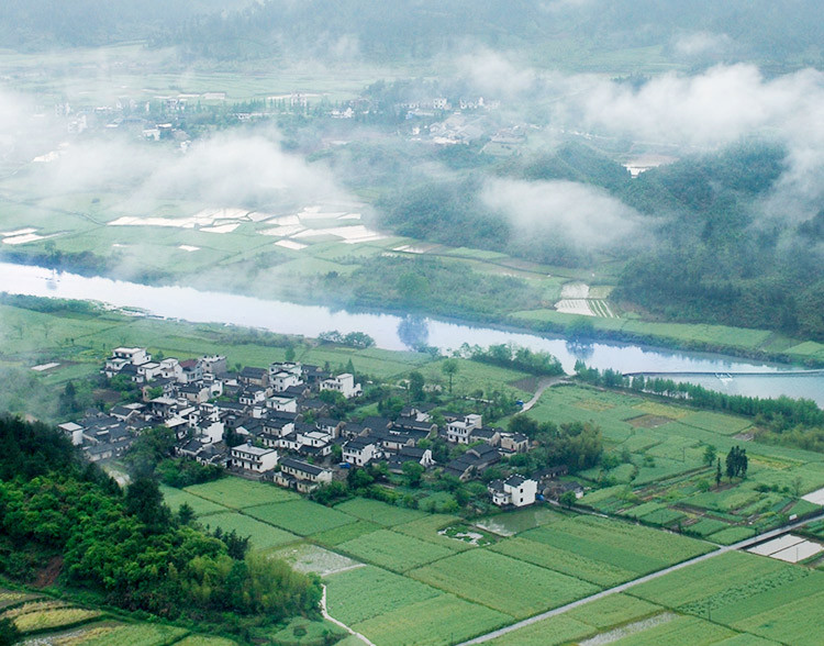 川珍 茶树菇 100g南北干货煲汤材料山珍土特产四川食用菌菇