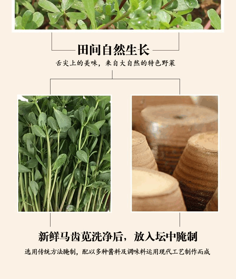 富水 富水 湖北特产 富水马齿苋正宗野菜腌制酱菜开胃菜下饭菜开罐即食