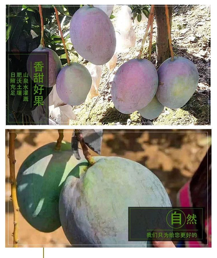 农家自产 攀枝花凯特芒果