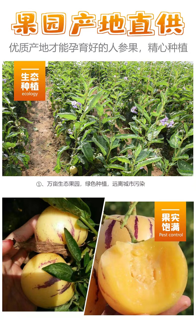 农家自产 树上熟云南石林人参果水果 单果80-110克