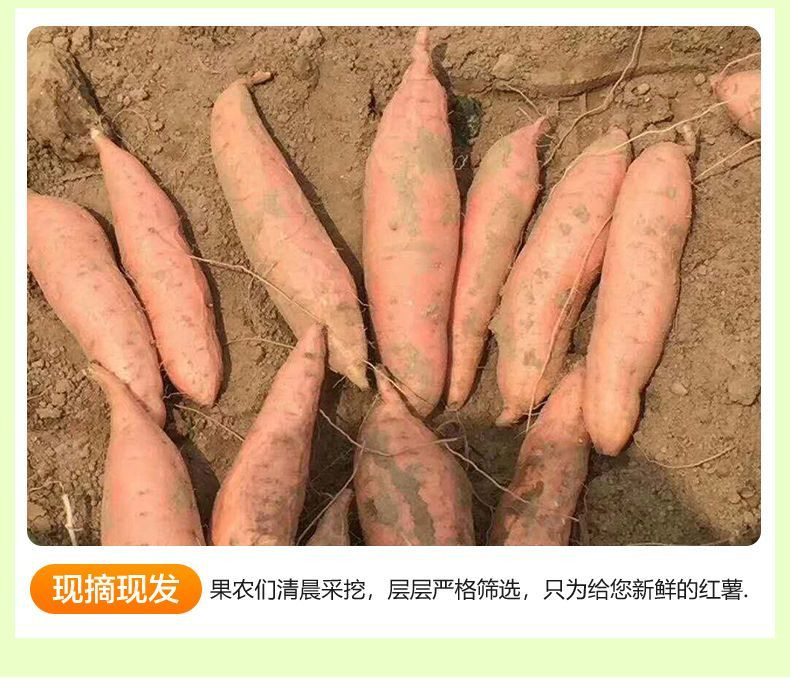 农家自产 龙九蜜薯5斤