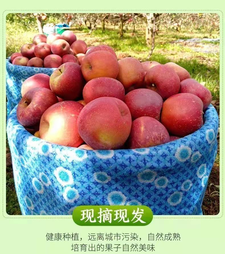 农家自产 大凉山高山丑苹果 中大果5-8斤（70-95mm）