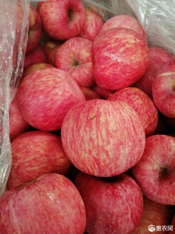 农家自产 红富士苹果（75#）