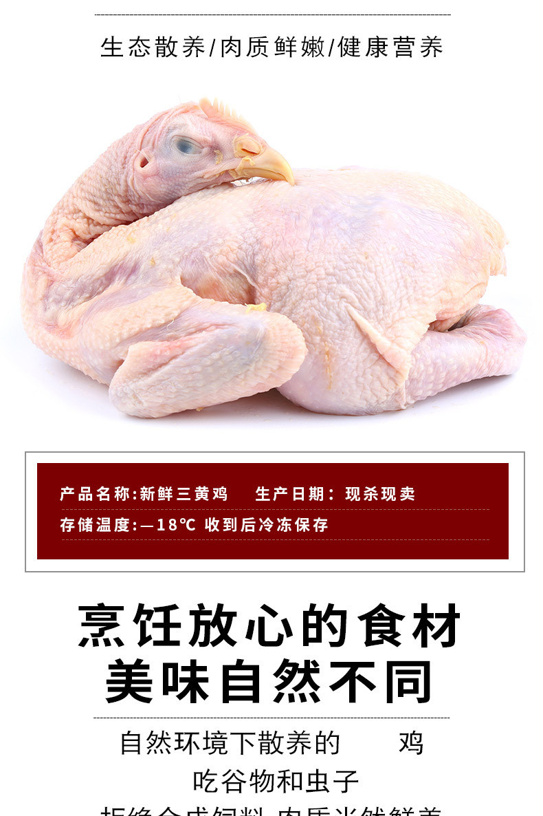 农家自产 三黄鸡 农家散养土鸡鸡肉现杀整只白条童子鸡单只约800克