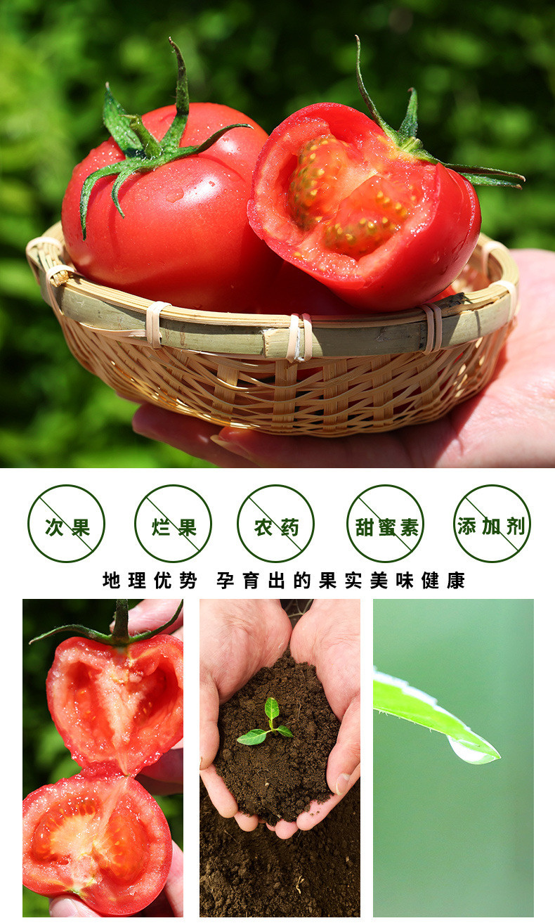 农家自产 【严选】新鲜西红柿 自然熟生吃水果西红柿农家蔬菜番茄