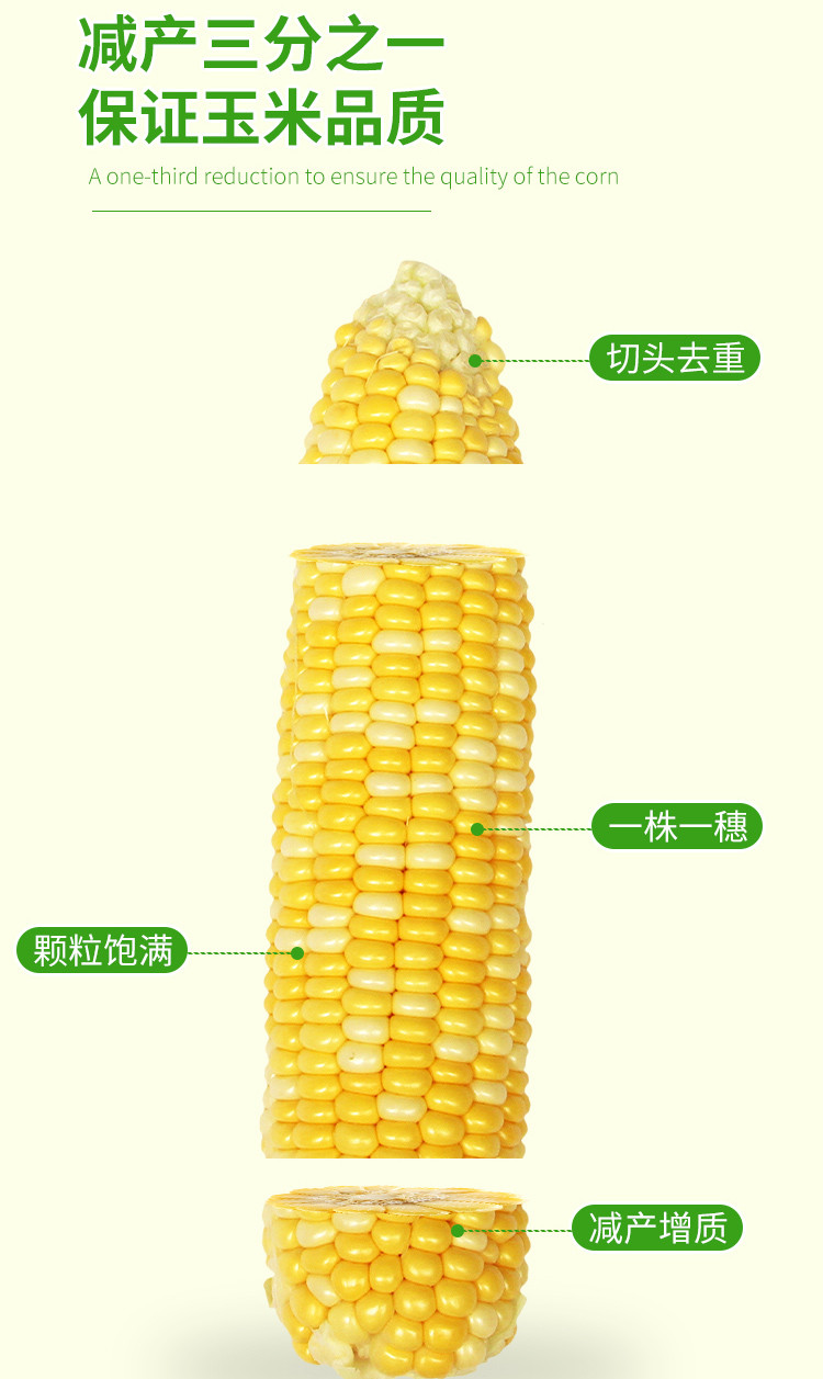 睿丽 甜玉米段