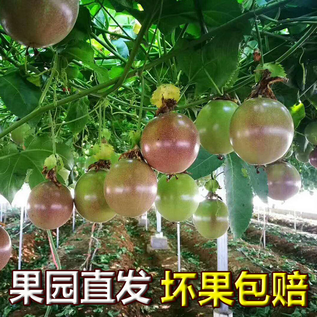 【送开果器】百香果5斤现摘2斤批发五斤水果广西新鲜整箱云南包邮