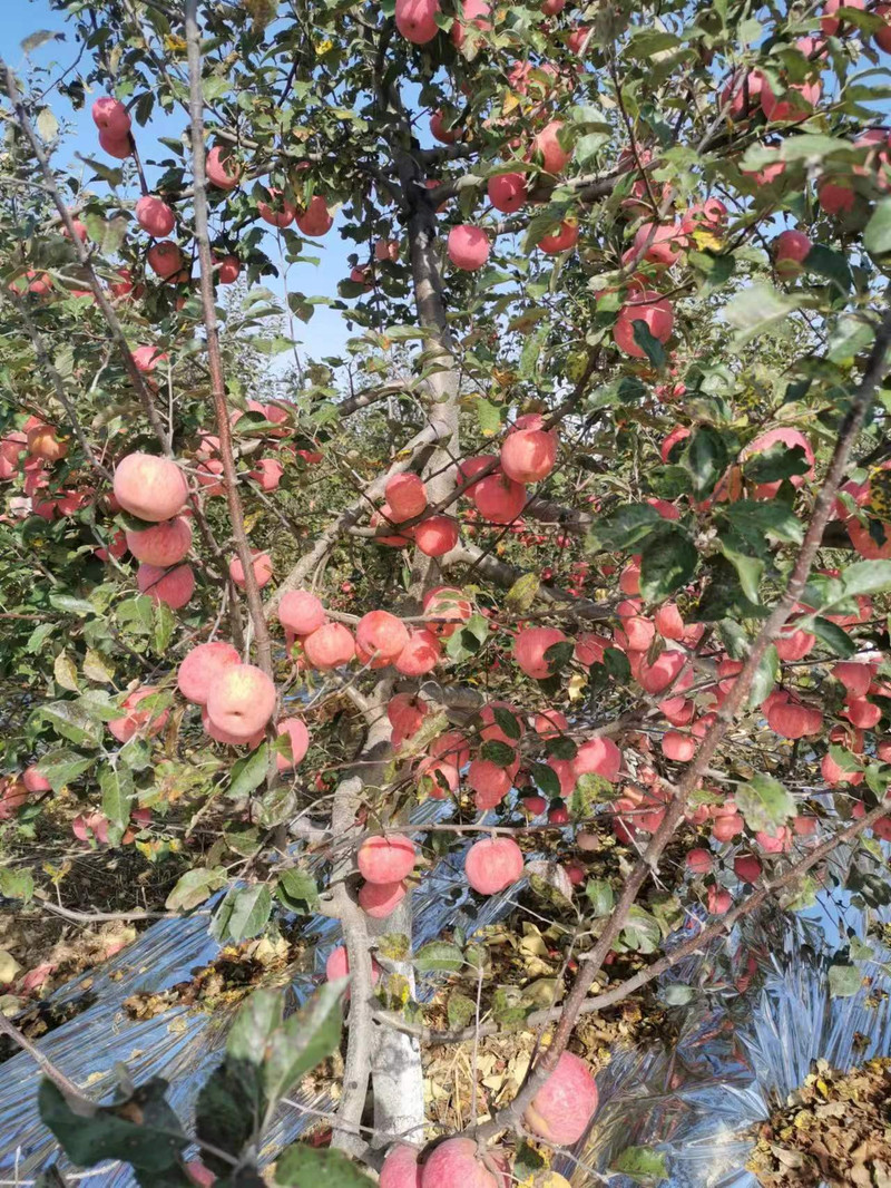 延邮情 陕西子长红富士苹果，北纬37℃