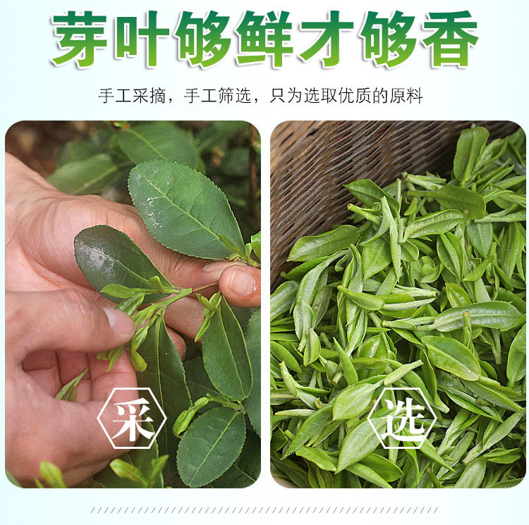 申成 2023新茶毛尖绿茶【一斤】绿茶茶叶明前一级袋装浓香型