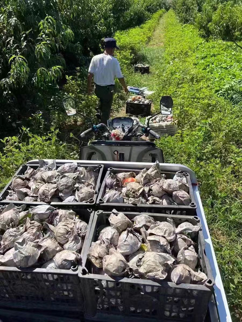 和百圆 北戴河特产大杏梅山坡自种应季黄桃现摘整箱5斤