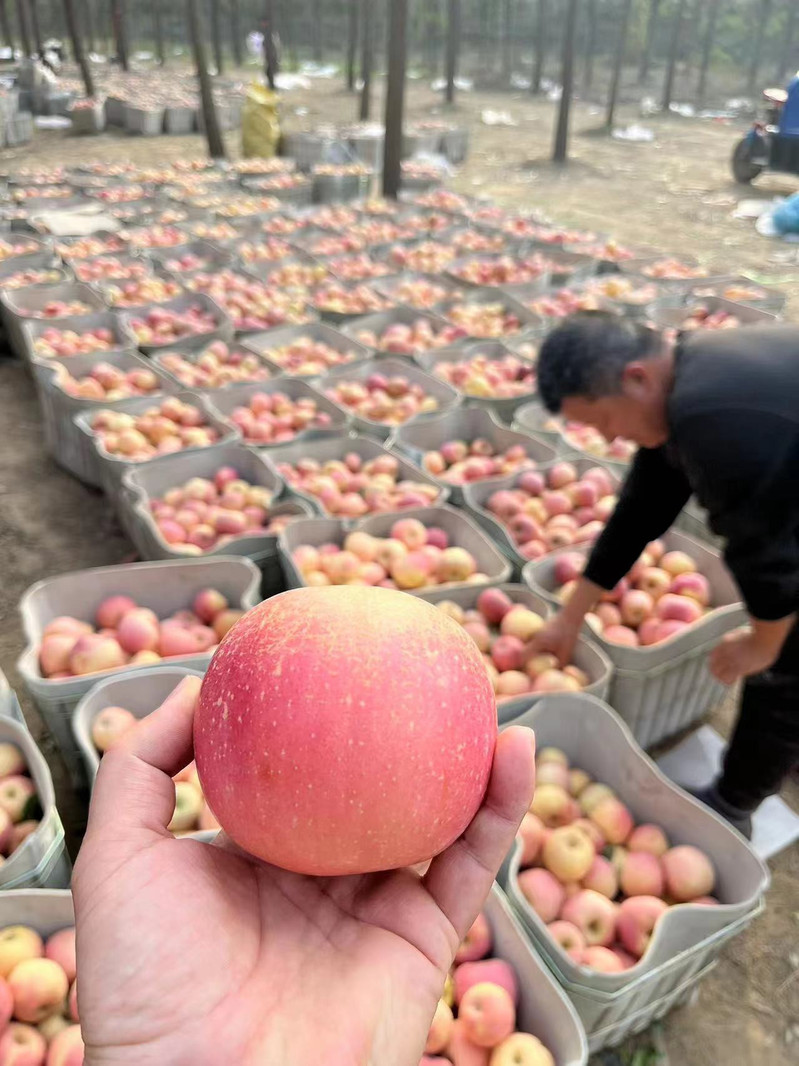 农家自产 【河间】响富苹果