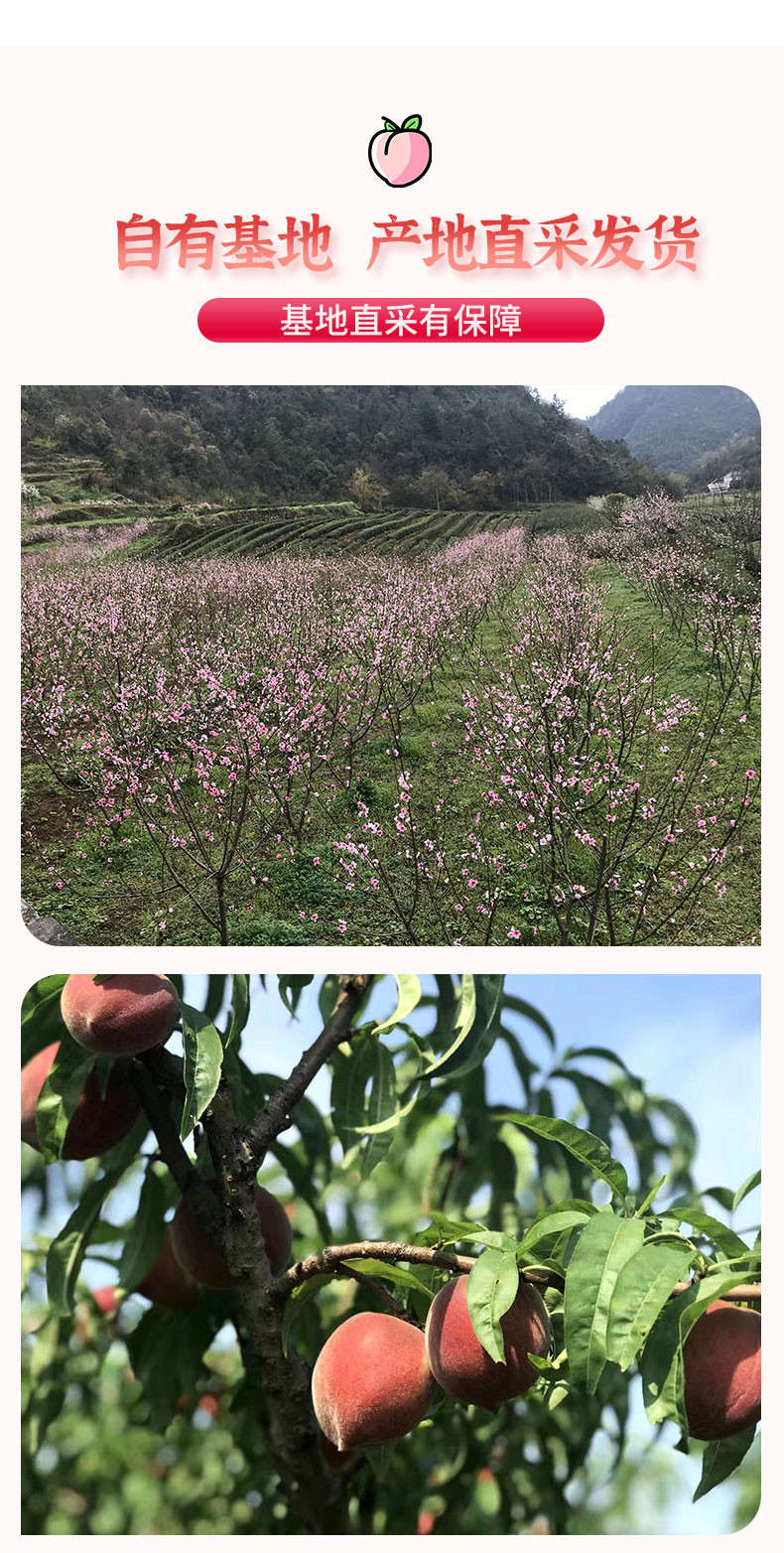 陵溪涧 陵溪涧 红冠脆桃5斤装统果 脆甜水蜜桃新鲜水果