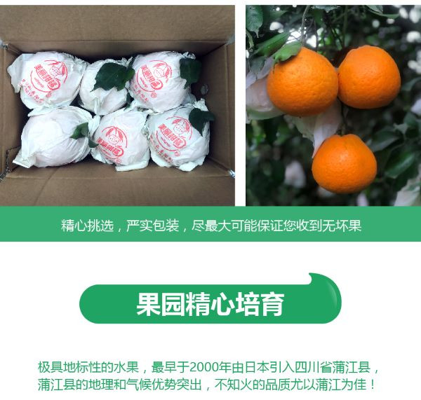  青见果冻橙新鲜橙子2斤水果当季整箱橘子 包邮 悟岳