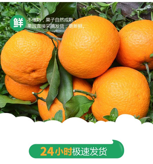  青见果冻橙新鲜橙子2斤水果当季整箱橘子 包邮 悟岳