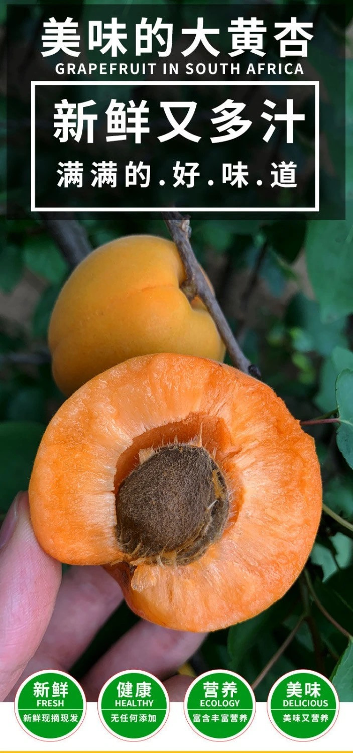  大黄杏子新鲜水果5斤【1斤约8个左右】特大果  悟岳