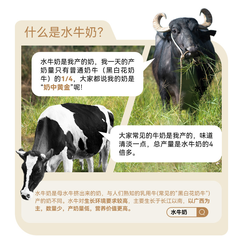 皇氏乳业 3.8克乳蛋白水牛纯牛奶（到手三箱）