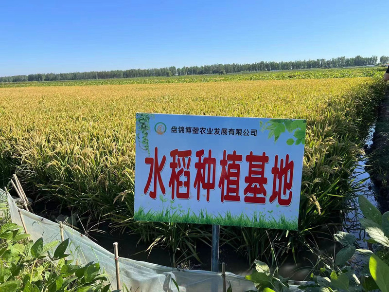 蟹米良源 东北盘锦大米、支持批量采购、蟹田大米、产地直发