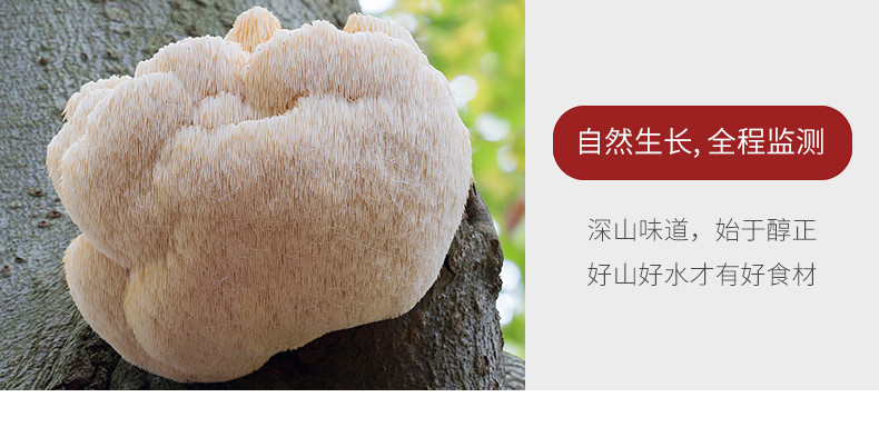 龙泉山 猴头菇156g