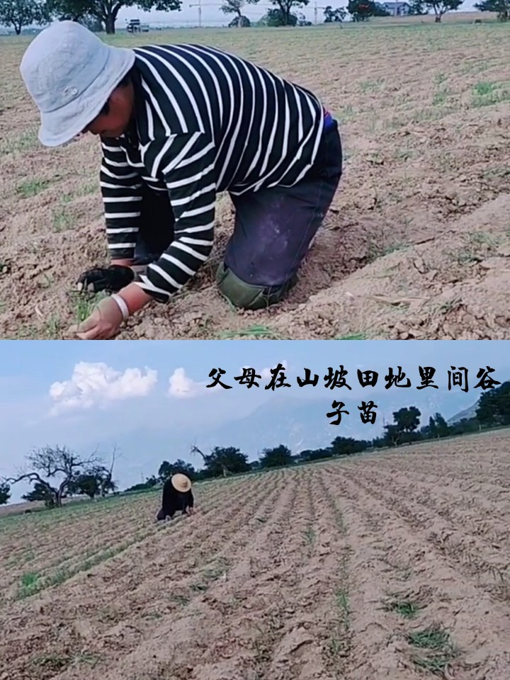 农家自产 2023农家自产 原生态小黄米 黄小米 月子米 不抛光不染色