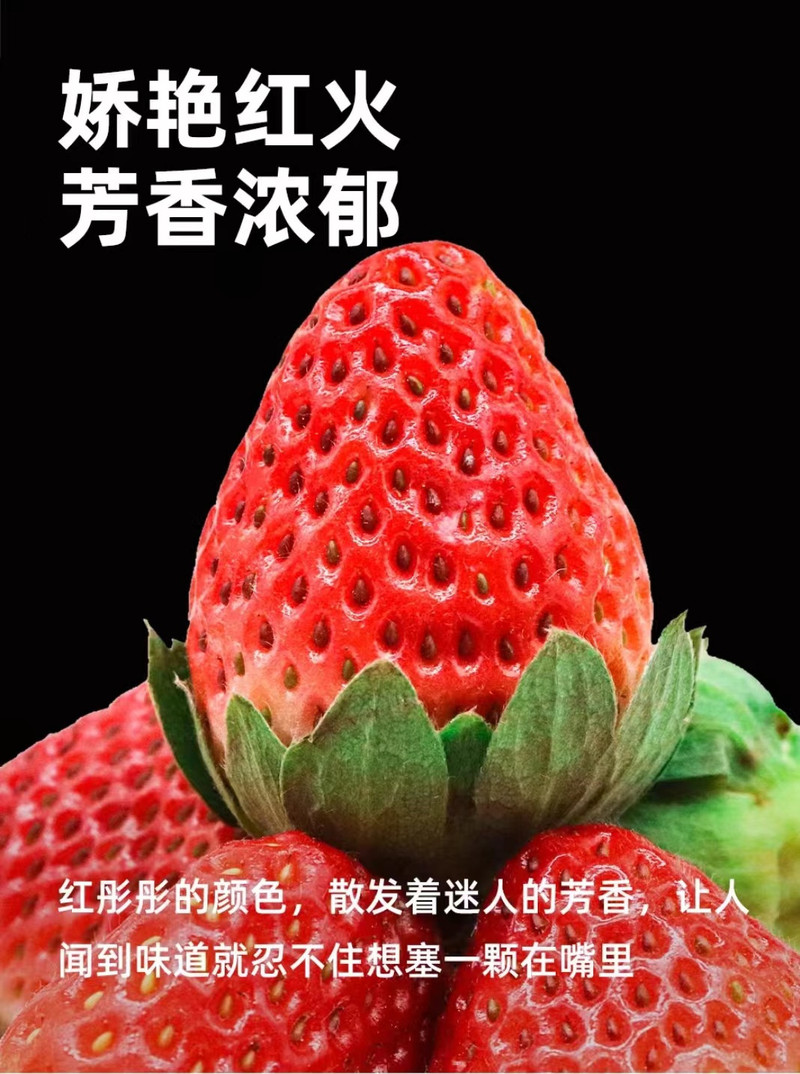 农家自产 新鲜现摘草莓