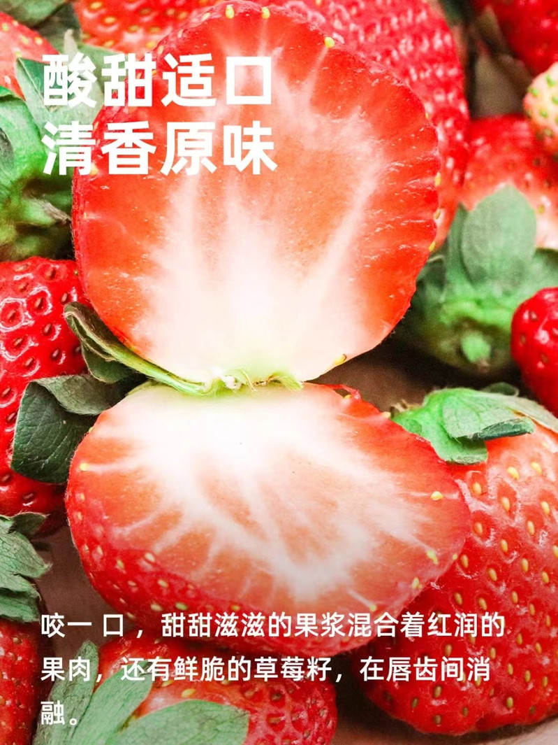 农家自产 新鲜现摘草莓