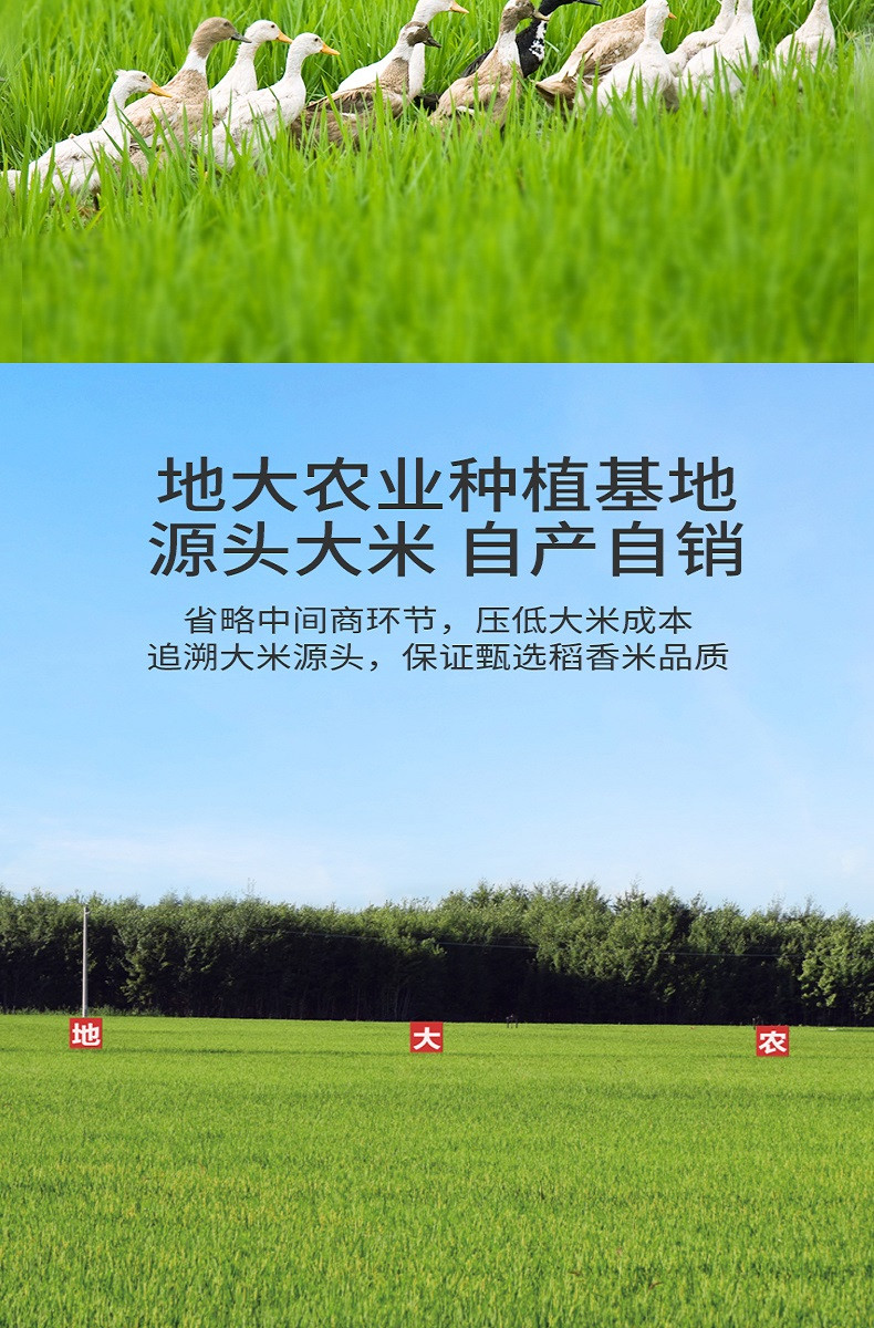 掌中禾 甄选稻香米5斤长粒香米非真空黑龙江大米2.5kg东北特产