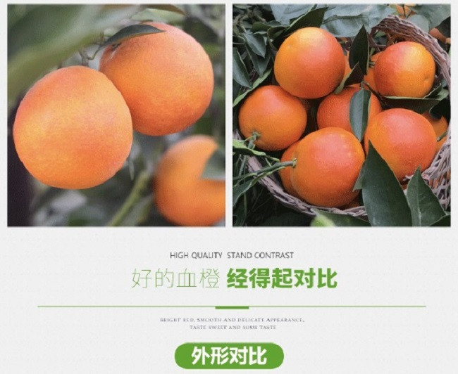 农家自产 四川塔罗科血橙3斤后期血丝少或无应季新鲜水果橙子脐橙柑橘
